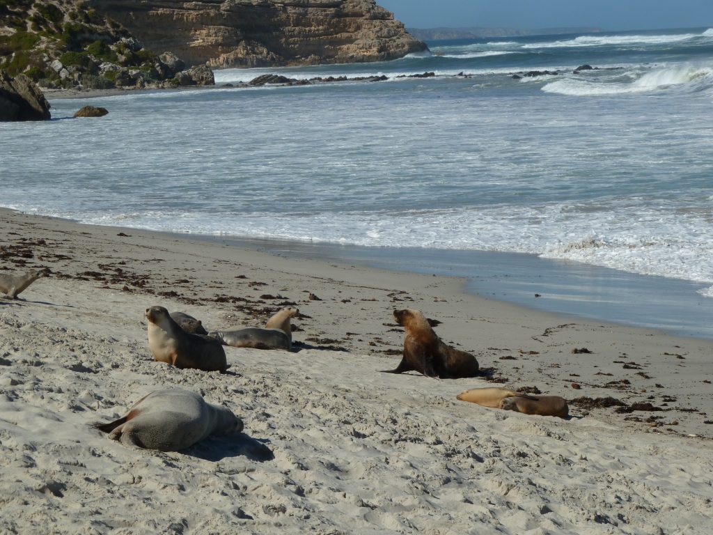 Seal Bay