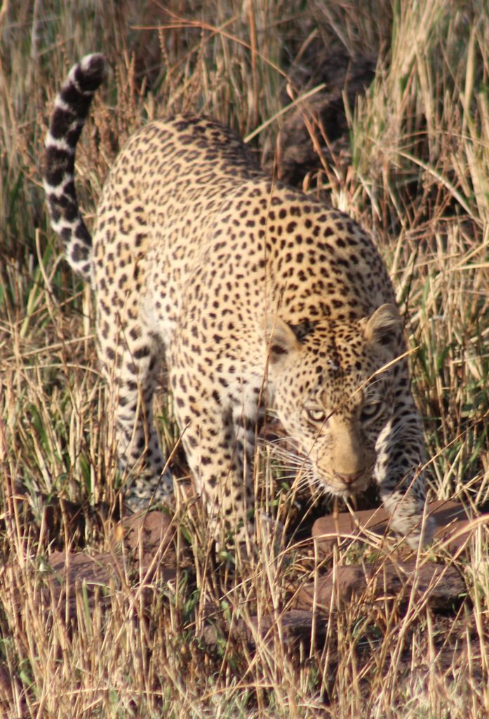 Serengeti Serena AM Drive_8153C