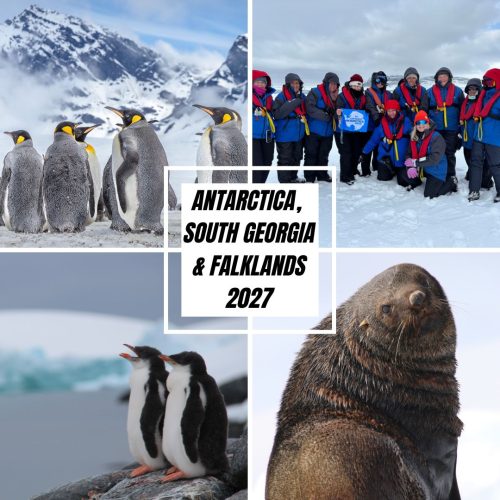 2027 “Antarctica, South Georgia and The Falklands” departing November 2027 approx 25 days – coming soon!